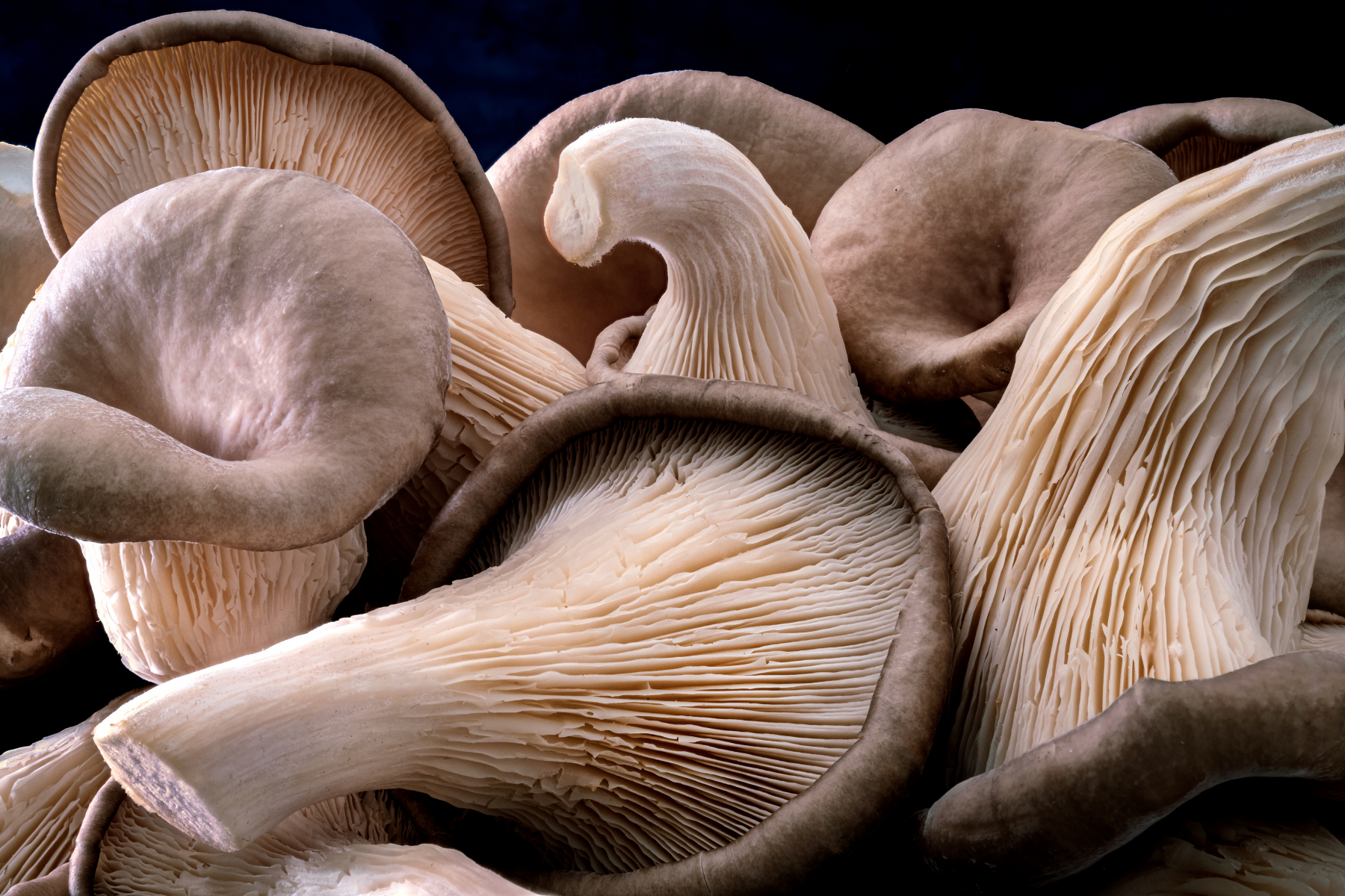 Mushrooms-multi-SFW