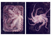 31.Octopus-Diptych