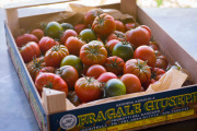 47.Tomatoes-Leica-main